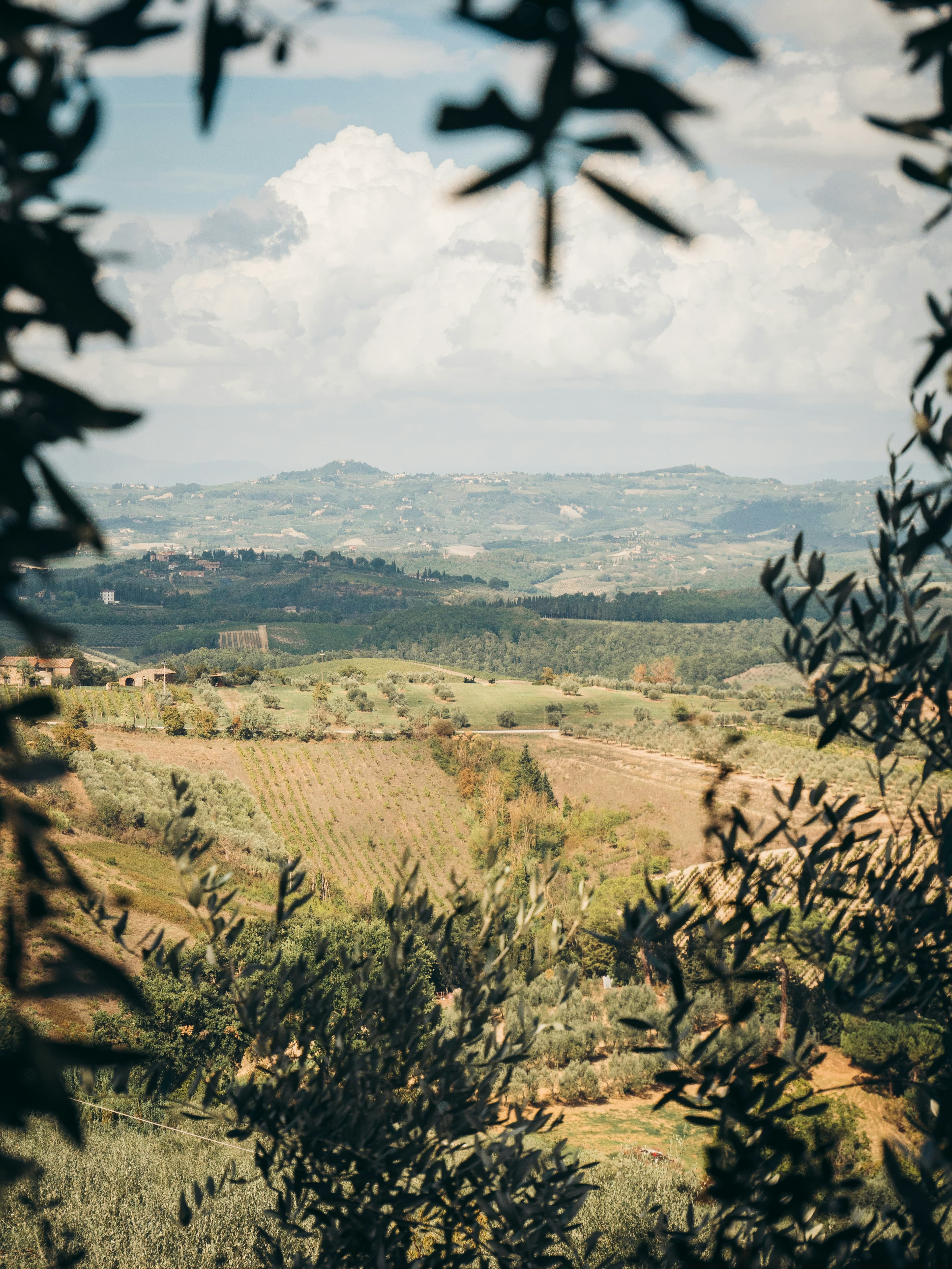 Olive grove